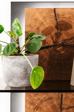 Sale MCA Wandregal Assini Wildeiche